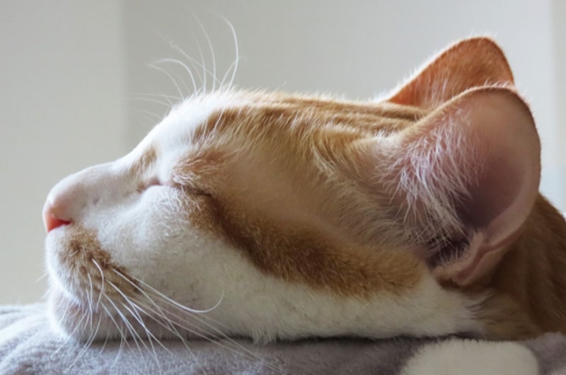 猫の耳が臭い原因は？危険な耳垢の種類とニオイの予防方法