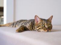 猫が発熱したときの症状と原因とは？発熱の目安と応急処置方法