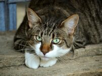 猫伝染性腹膜炎（FIP）とは？症状・原因・治療法・予防策を解説