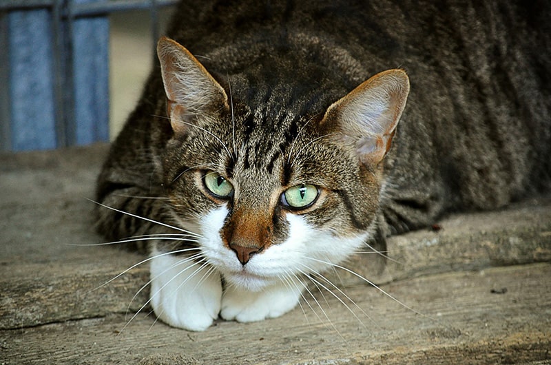 猫伝染性腹膜炎（FIP）とは？症状・原因・治療法・予防策を解説
