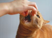 成猫用キャットフードのおすすめ！選び方から注意点まで解説