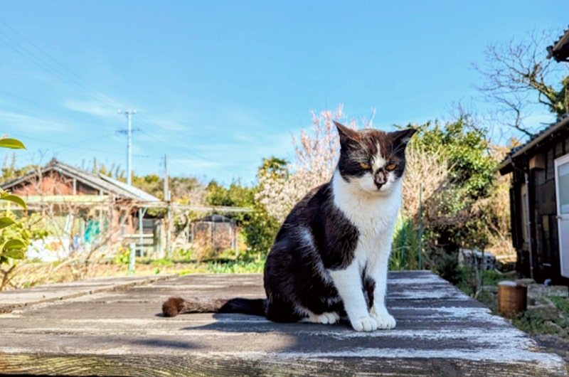 猫の放し飼いは危険だらけ！放し飼いをおすすめできない7つの理由