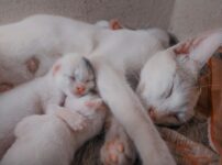 猫の妊娠期間