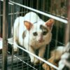 猫　ケージ