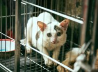 猫　ケージ