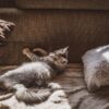 留守番が得意な猫種