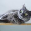 グレーな毛色を持つ猫