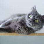 cat_gray-150x150.jpg