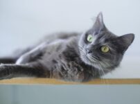 グレーな毛色を持つ猫