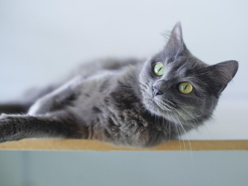 グレーな毛色を持つ猫
