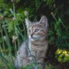 猫の花粉症