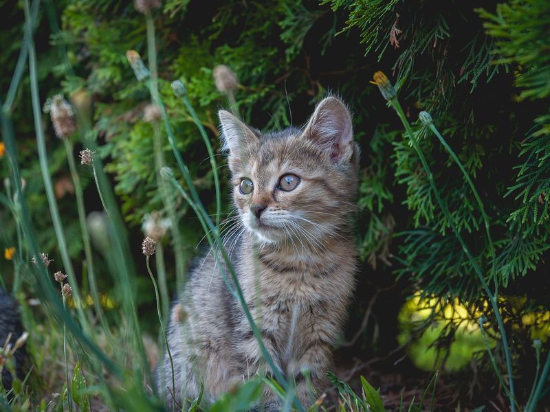 猫の花粉症