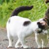 猫が頭突きをしてくる4つの理由とは？頭突きで見極める感情表現