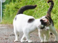 猫が頭突きをしてくる4つの理由とは？頭突きで見極める感情表現