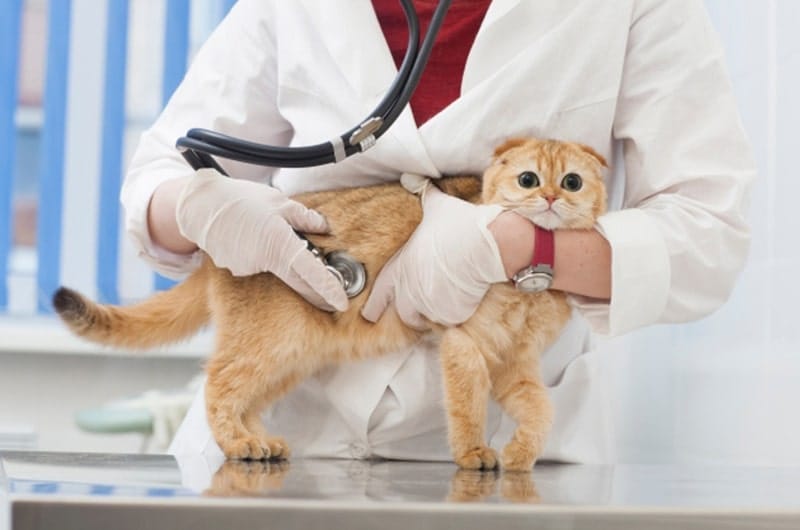 猫の健康診断は必要？費用や注意点、受ける時期やペース