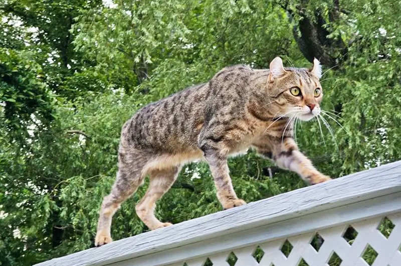 ハイランダーという猫の特徴とは？性格や正しい飼い方について解説