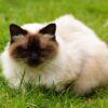 ヒマラヤンってどんな猫種？特徴や性格・習性、適切な飼い方