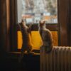 猫の「かぎしっぽ」