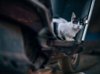 猫の叱り方