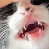 子猫に歯磨きは必要？開始時期や頻度、歯磨き手順、嫌がる場合の対処法