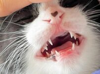子猫に歯磨きは必要？開始時期や頻度、歯磨き手順、嫌がる場合の対処法