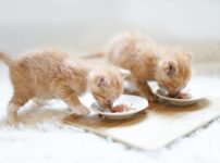 子猫がご飯を食べないのはなぜ？原因と対処法、注意点を解説