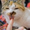 猫が舐めてくる本当の理由は？飼い主さんを舐めるときの猫の気持ち