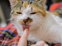 猫が舐めてくる本当の理由は？飼い主さんを舐めるときの猫の気持ち