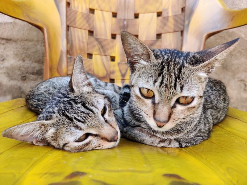 猫の寿命