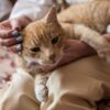 一人暮らしにおすすめの猫