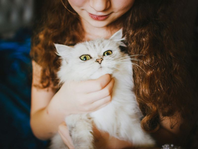 一人暮らしにおすすめの猫