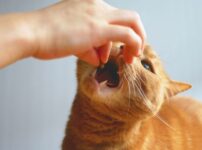 猫が食欲不振になる原因は？考えられる病気や受診目安、対処法