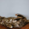 猫のマーキング臭い消しのおすすめ