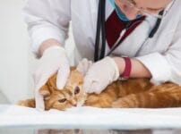 猫の治療費はいくらかかる？手術や入院の費用感と備えについて