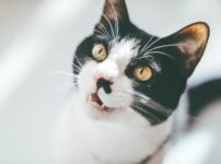 猫の口呼吸の原因とは？緊急性が高い口呼吸から考えられる病気と対処法