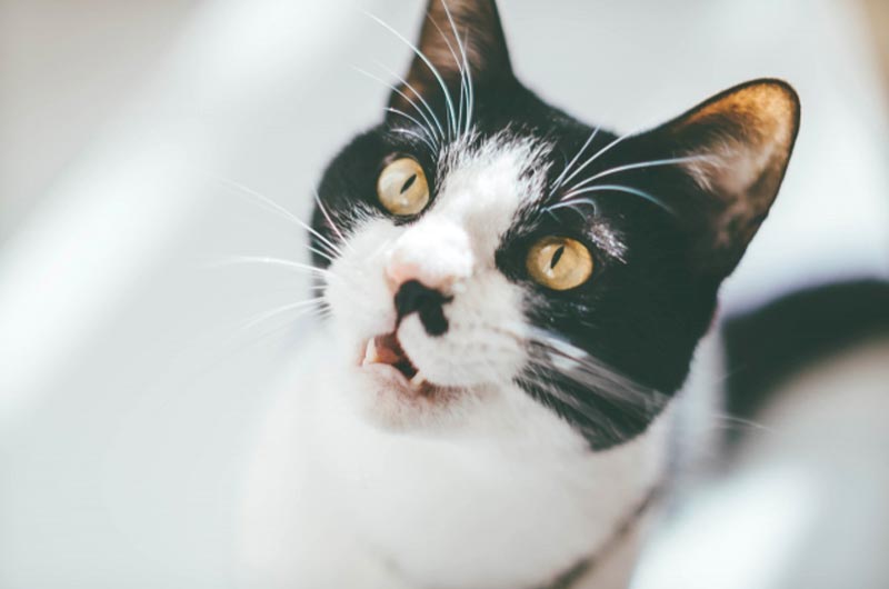 猫の口呼吸の原因とは？緊急性が高い口呼吸から考えられる病気と対処法