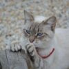 猫の爪とぎのしつけ