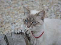 猫の爪とぎのしつけ