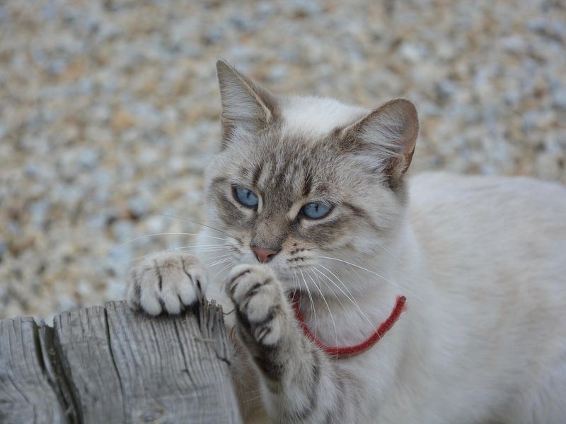 猫の爪とぎのしつけ