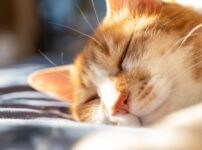 猫の鼻詰まりの原因とは？鼻詰まりを見極める症状や考えられる病気