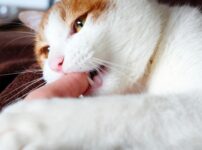 猫が甘噛みをするなら直すべき！甘噛みをする理由と適切な対処法