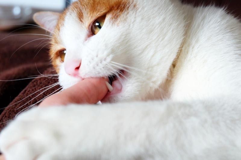 猫が甘噛みをするなら直すべき！甘噛みをする理由と適切な対処法