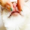 猫は歯みがきをしないとどうなる？磨く必要性や頻度、嫌がる場合のコツをご紹介