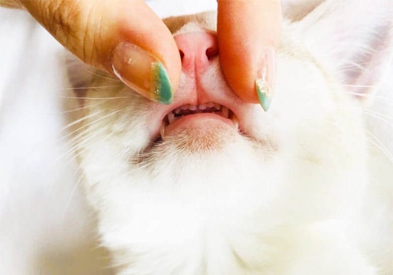 猫は歯みがきをしないとどうなる？磨く必要性や頻度、嫌がる場合のコツをご紹介