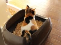 愛猫が突然トイレで排泄しなくなる原因は？粗相の理由と対処法を解説！