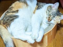 オシキャットという猫種の特徴をご紹介！性格や寿命、飼い方は？