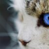 オホサスレスってどんな猫？特徴と性格・習性や適切な飼い方について