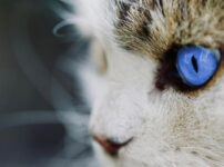 オホサスレスってどんな猫？特徴と性格・習性や適切な飼い方について