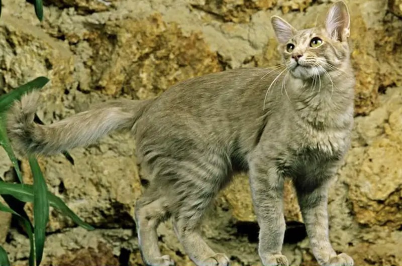 オリエンタルロングヘアの性格と特徴は？正しい飼い方や平均寿命