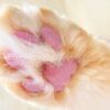 猫の肉球には7つの大事な役割がある！構造や適切なケア方法